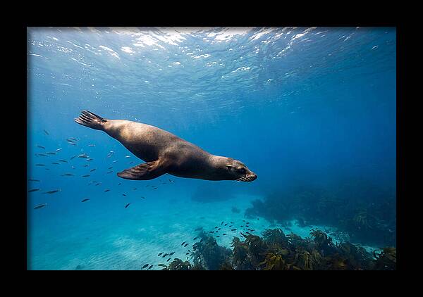 Swimming Sea Lion Underwater