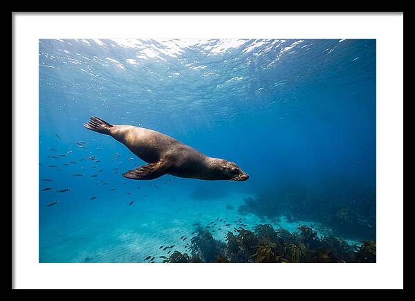 Swimming Sea Lion Underwater