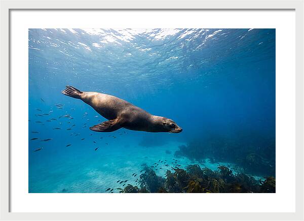 Swimming Sea Lion Underwater