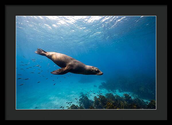 Swimming Sea Lion Underwater