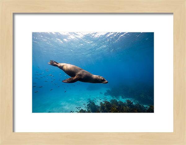 Swimming Sea Lion Underwater
