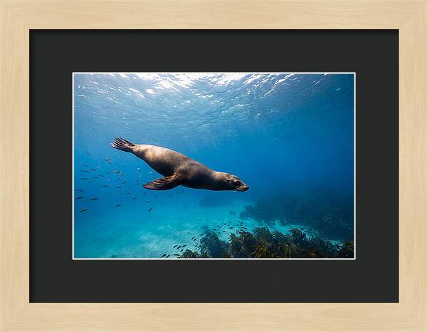 Swimming Sea Lion Underwater