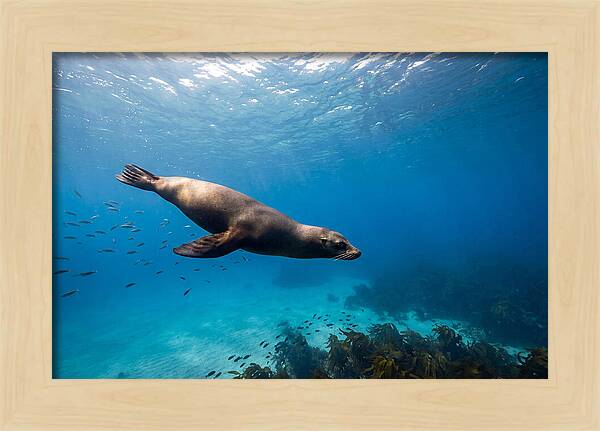 Swimming Sea Lion Underwater