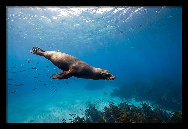 Swimming Sea Lion Underwater