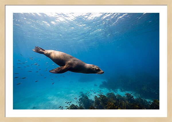 Swimming Sea Lion Underwater