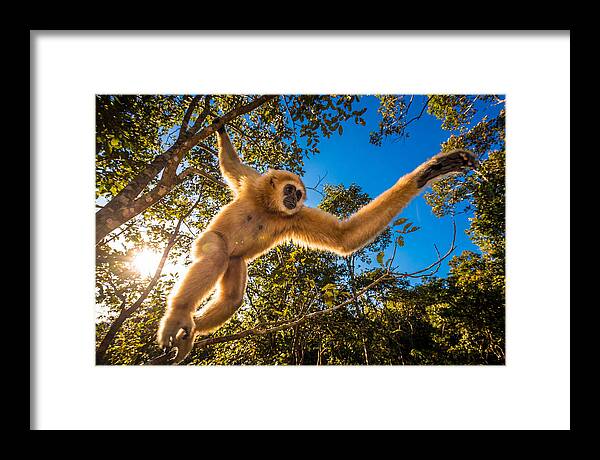 Swinging Through The Canopy