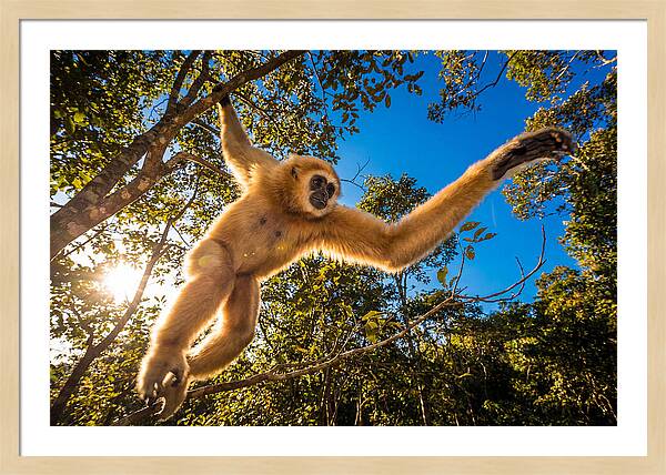 Swinging Through The Canopy