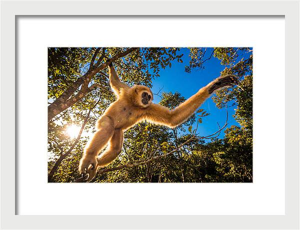 Swinging Through The Canopy