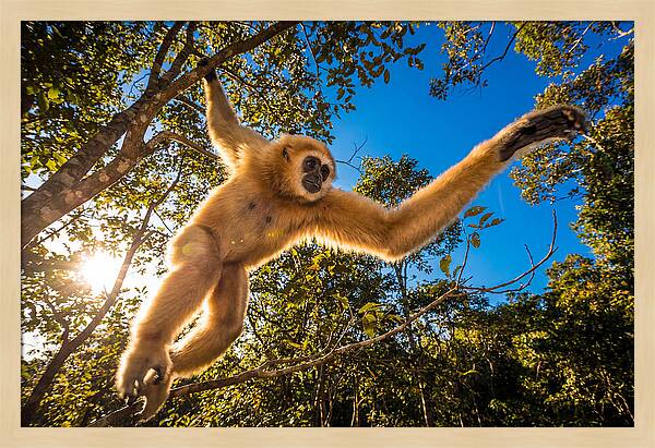 Swinging Through The Canopy