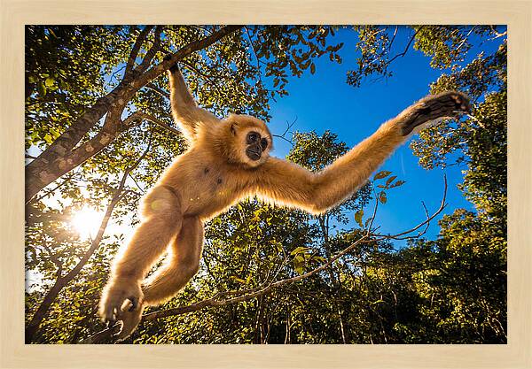Swinging Through The Canopy