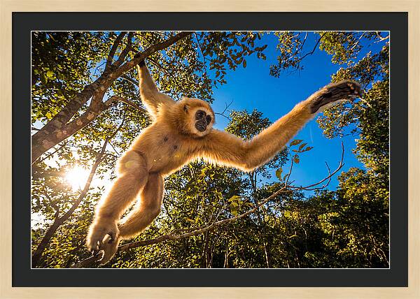 Swinging Through The Canopy