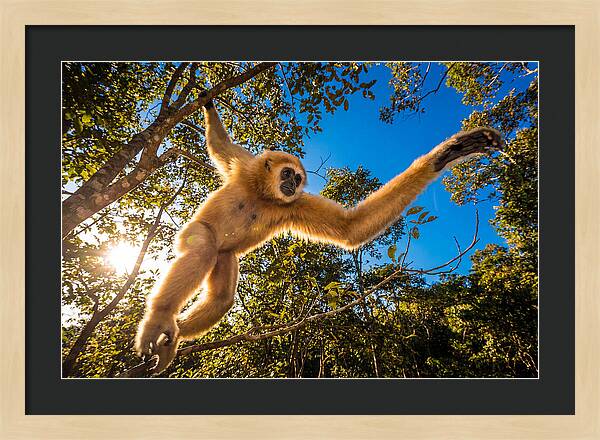 Swinging Through The Canopy