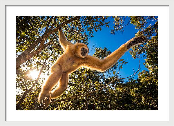 Swinging Through The Canopy
