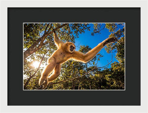 Swinging Through The Canopy