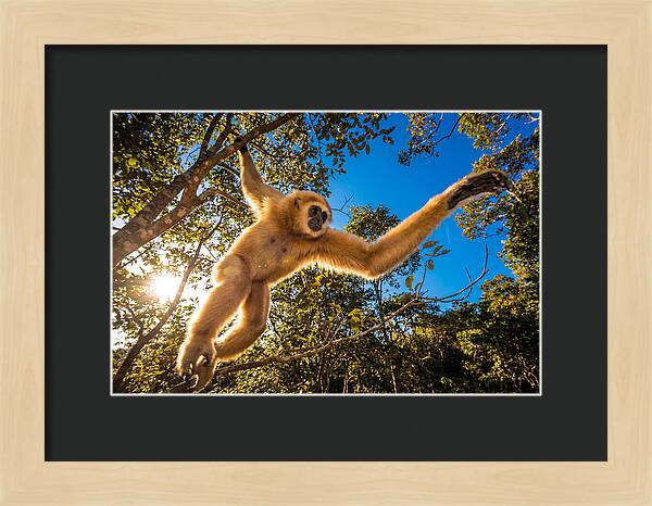 Swinging Through The Canopy