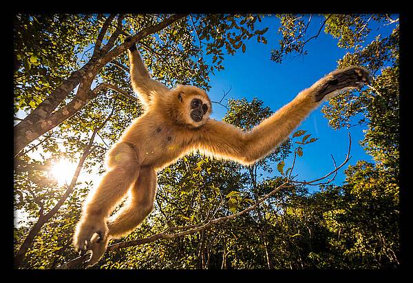 Swinging Through The Canopy