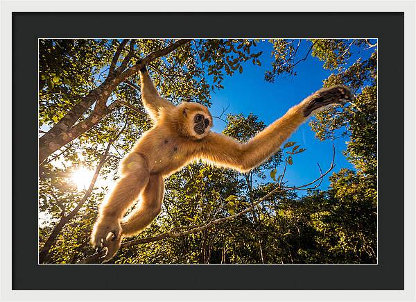 Swinging Through The Canopy