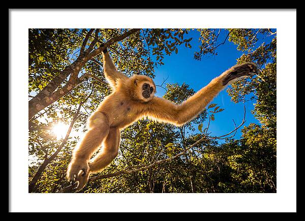 Swinging Through The Canopy