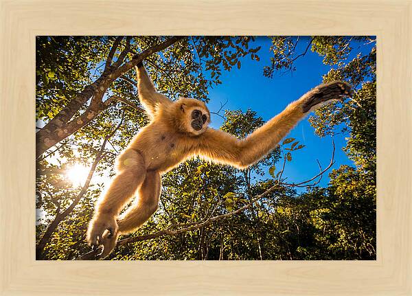 Swinging Through The Canopy