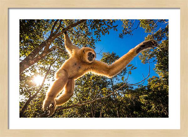 Swinging Through The Canopy