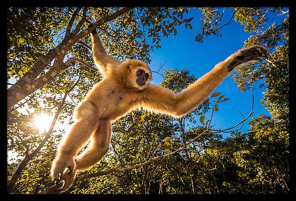 Swinging Through The Canopy