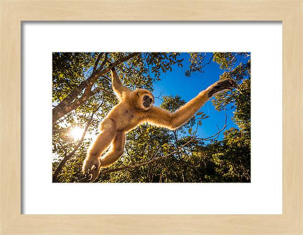 Swinging Through The Canopy