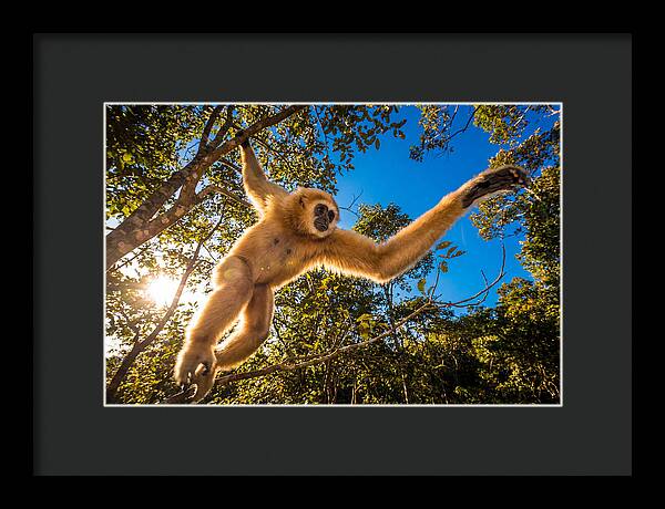 Swinging Through The Canopy