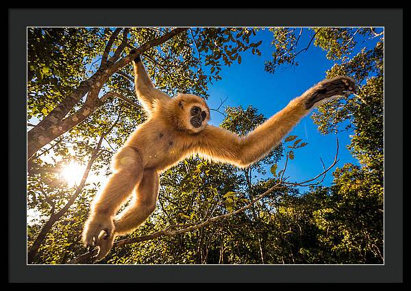 Swinging Through The Canopy
