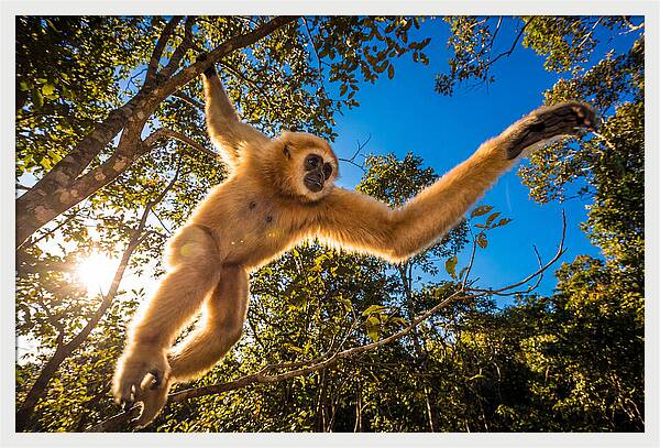 Swinging Through The Canopy