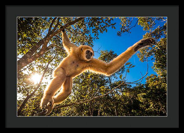 Swinging Through The Canopy