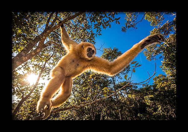 Swinging Through The Canopy