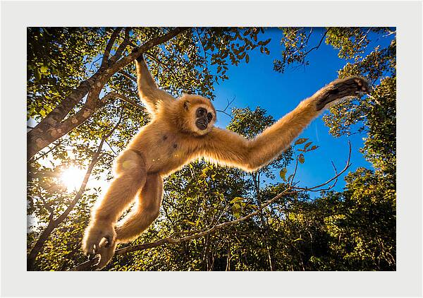 Swinging Through The Canopy