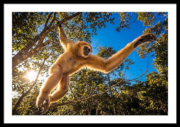 Swinging Through The Canopy