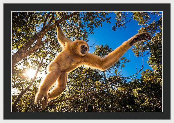 Swinging Through The Canopy