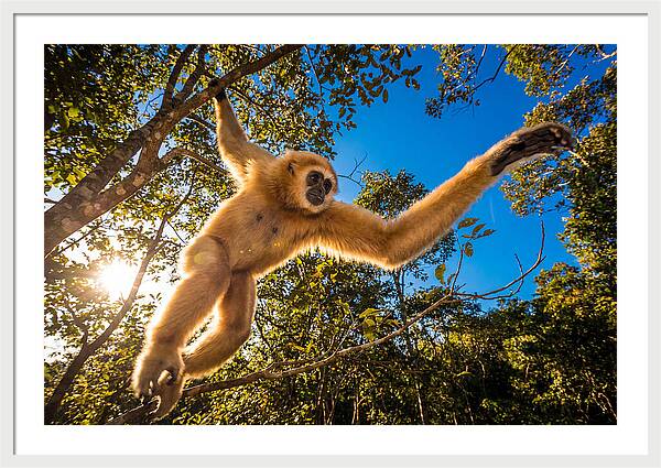 Swinging Through The Canopy