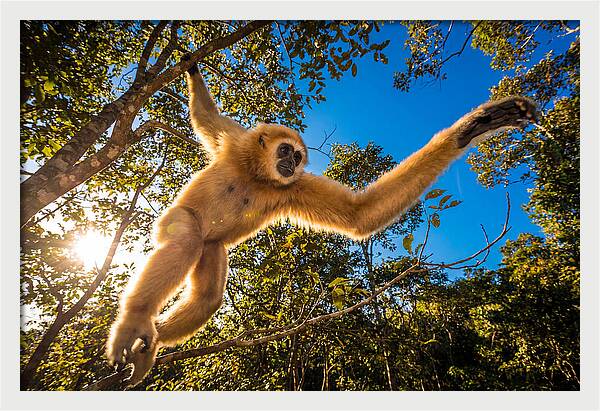 Swinging Through The Canopy