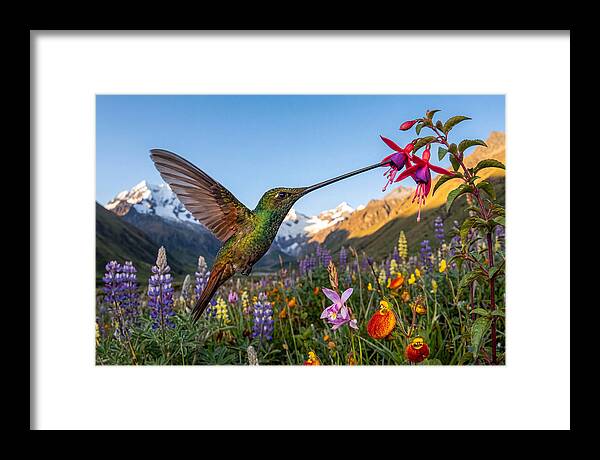 Sword Billed Hummingbird Feeding