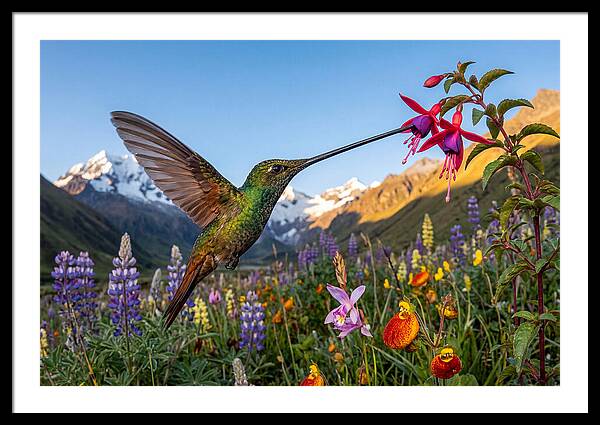 Sword Billed Hummingbird Feeding