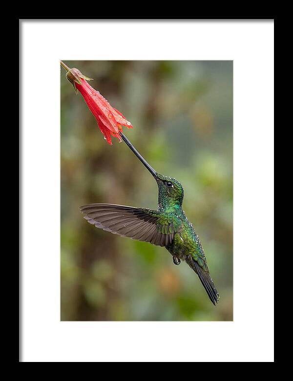 Swordbilled Hummingbird In Action