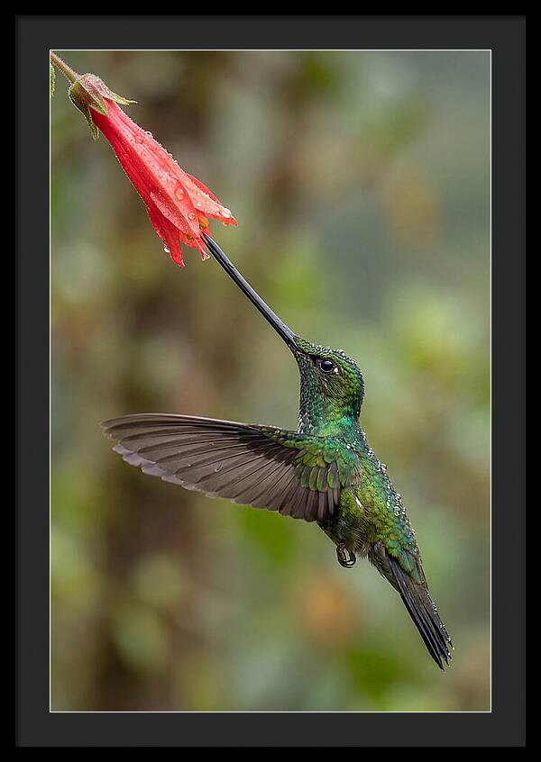 Swordbilled Hummingbird In Action
