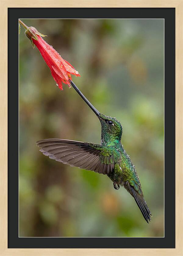 Swordbilled Hummingbird In Action