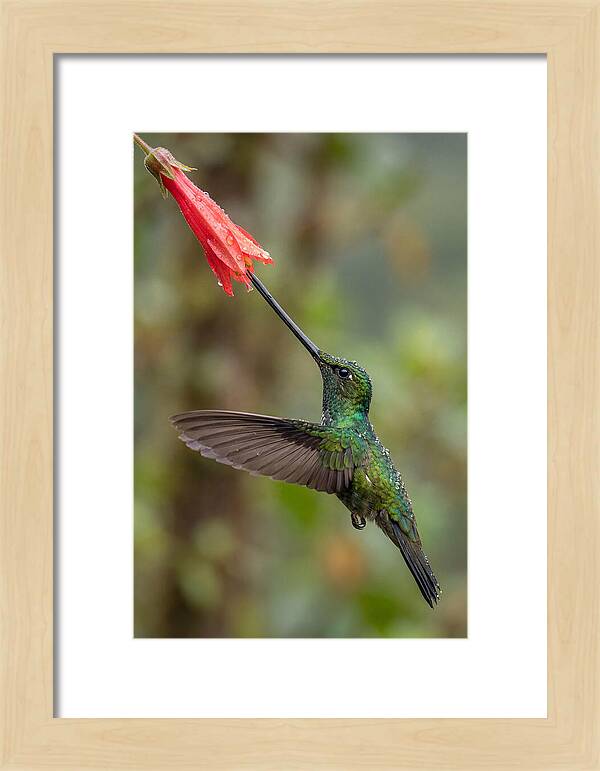 Swordbilled Hummingbird In Action