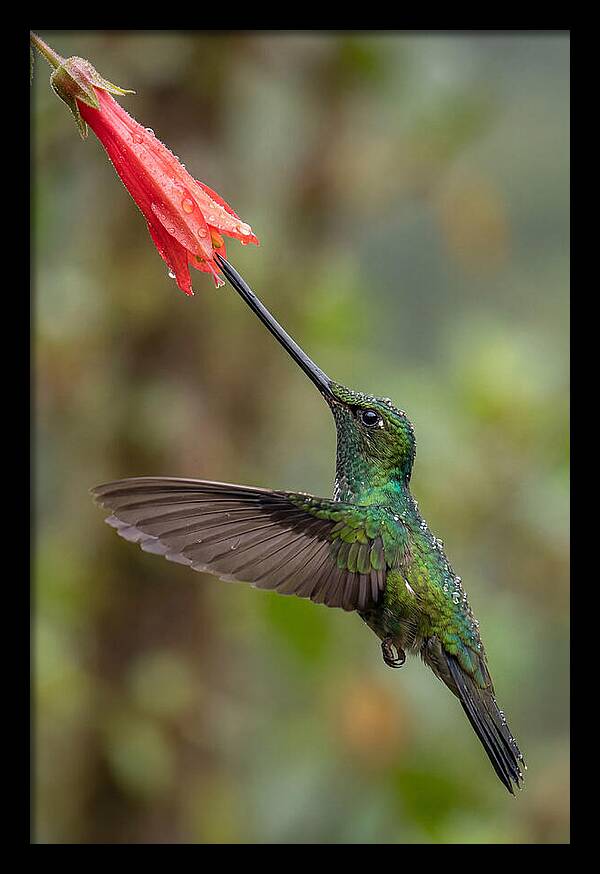 Swordbilled Hummingbird In Action