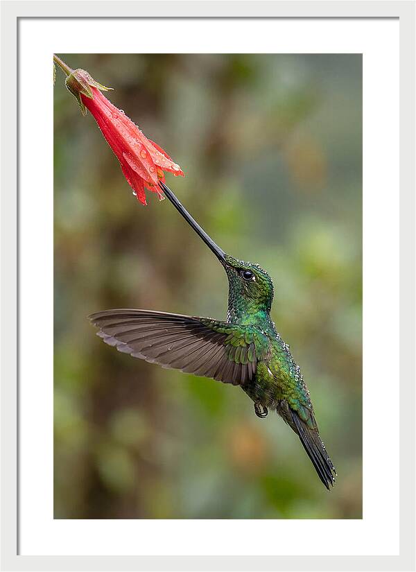 Swordbilled Hummingbird In Action