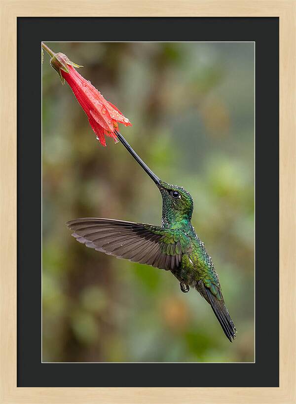 Swordbilled Hummingbird In Action