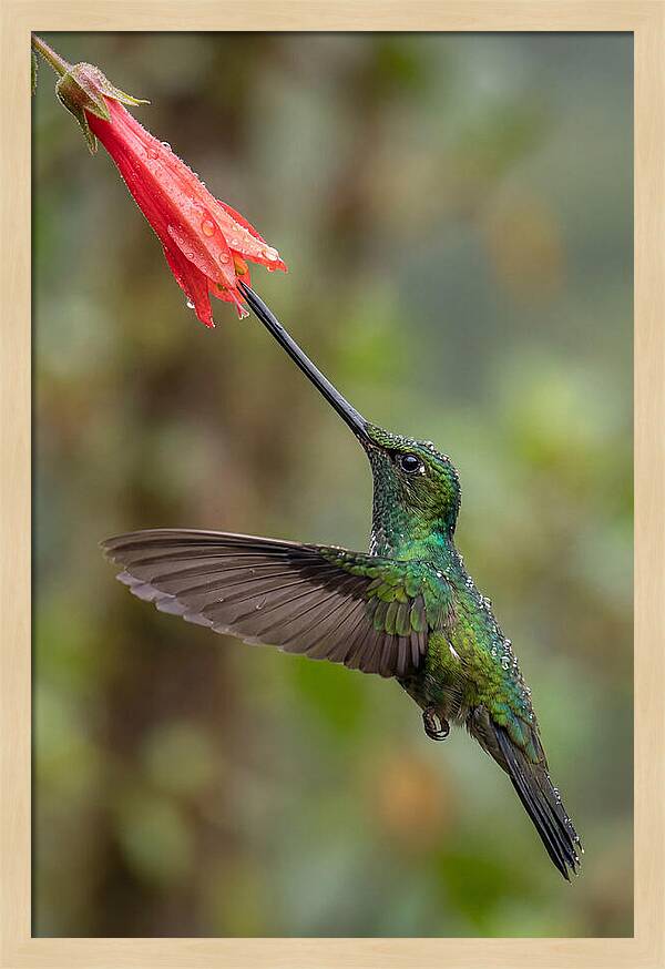 Swordbilled Hummingbird In Action