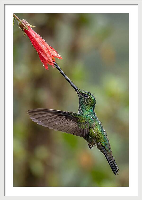 Swordbilled Hummingbird In Action