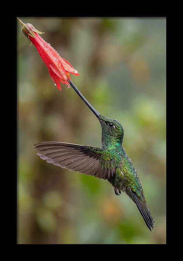 Swordbilled Hummingbird In Action