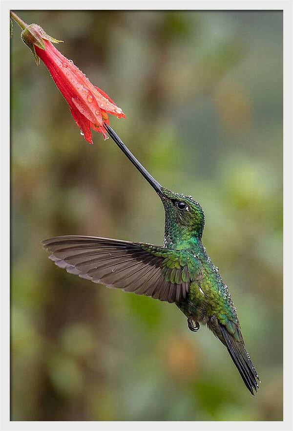 Swordbilled Hummingbird In Action