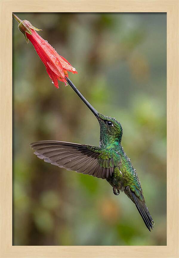 Swordbilled Hummingbird In Action